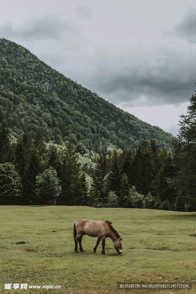 草原上的骏马与青山