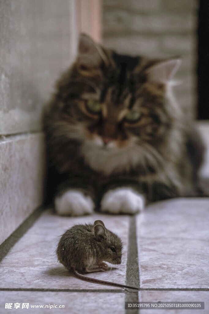 猫咪凝视面前小老鼠