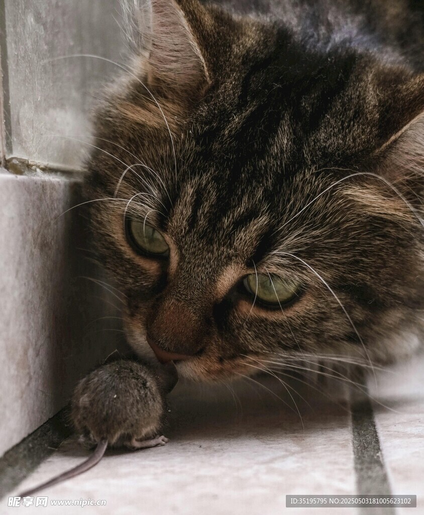 猫咪专注盯视脚下小老鼠