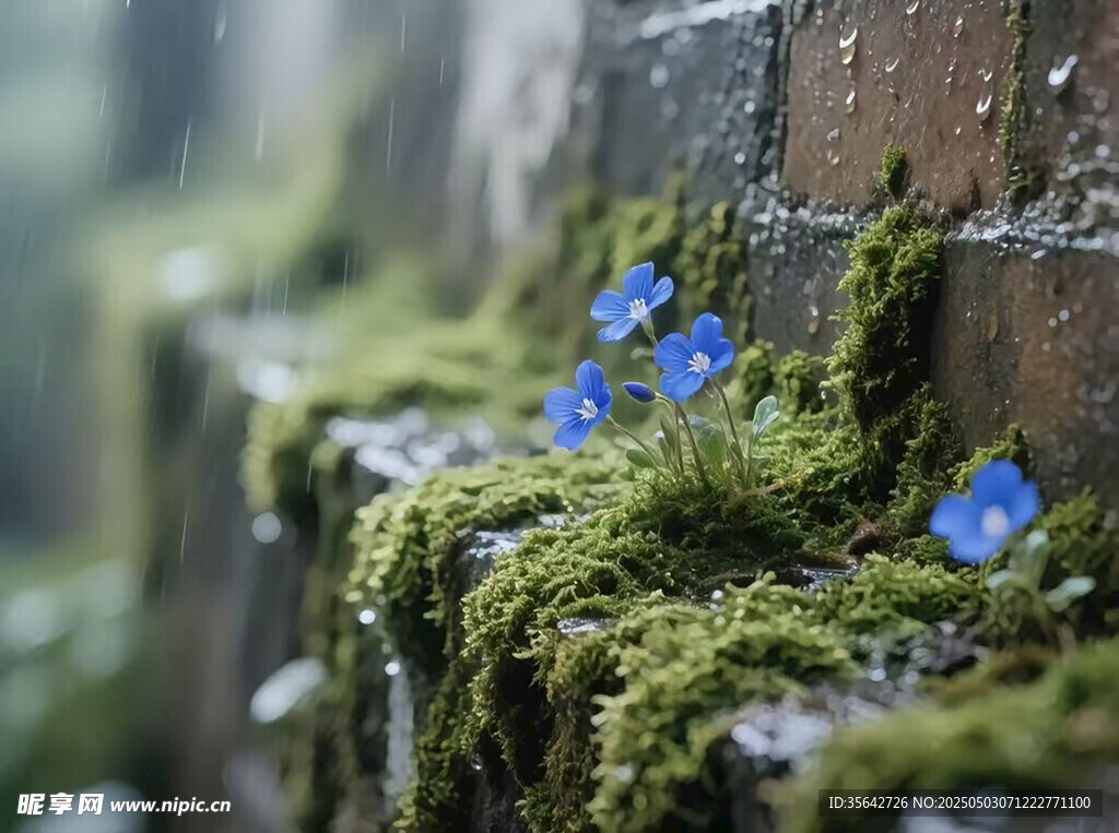 青苔上的蓝色小花