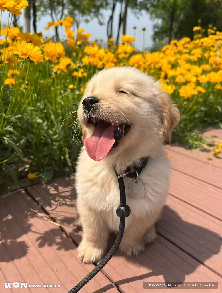 阳光下开心的金毛犬