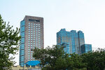 城市中的高楼与绿树景观