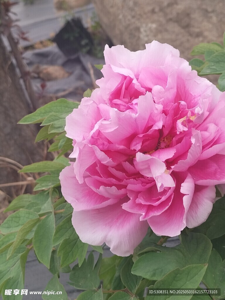 牡丹