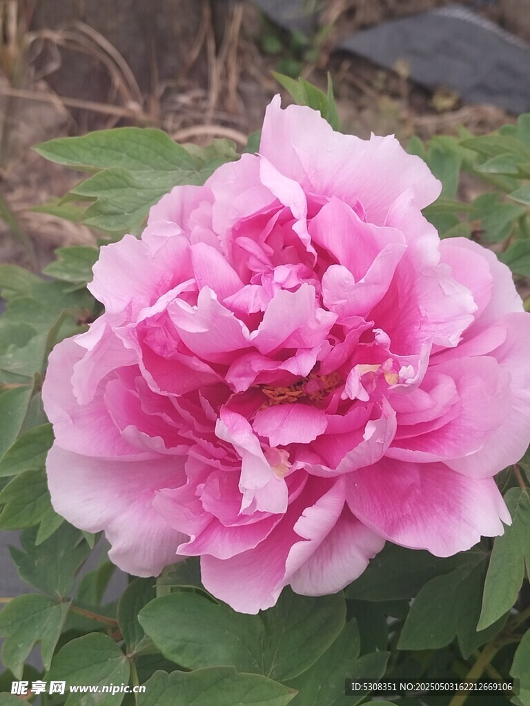 牡丹花 