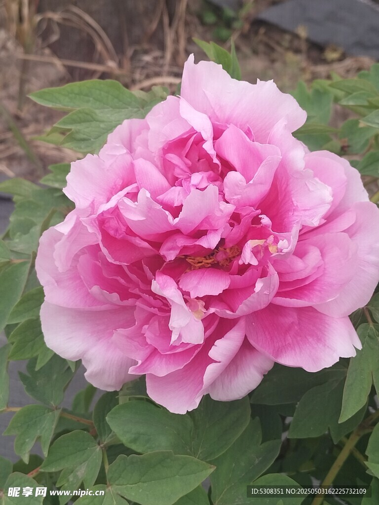牡丹