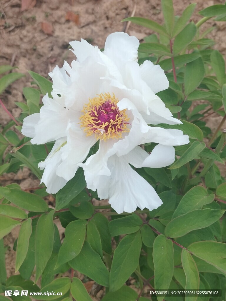 牡丹