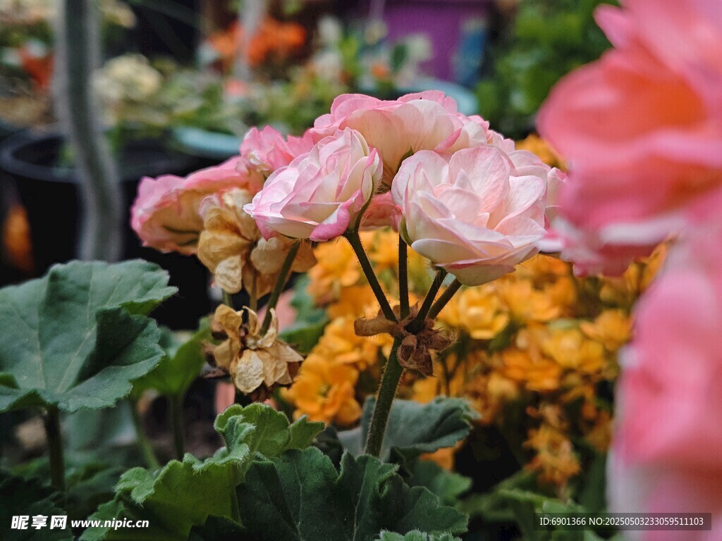 多彩娇艳花卉绽放