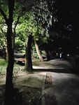 夜晚静谧的林间小道