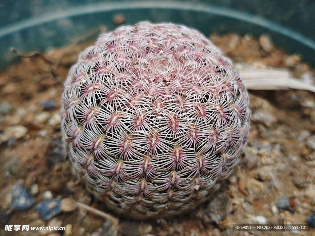 球形多肉植物特写