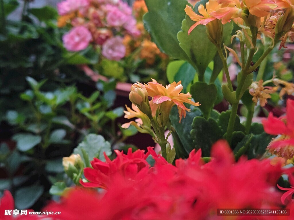 多彩花卉绽放生机