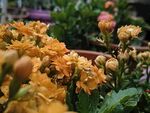 橙色花卉绽放生机