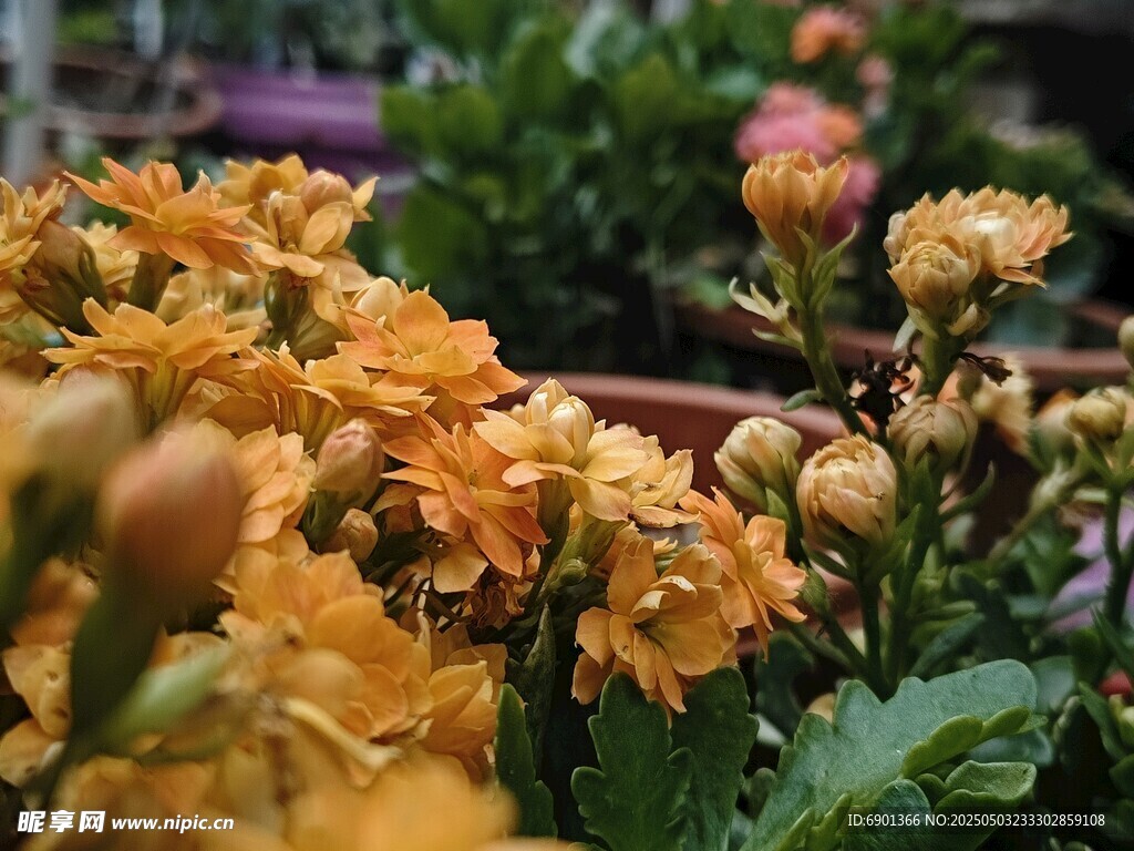 橙色花卉绽放生机