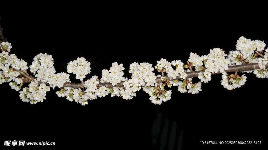 精美花朵造型珠宝项链