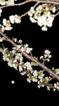 白色花枝绽放