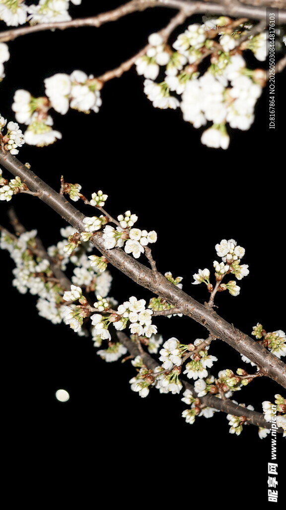白色花枝绽放