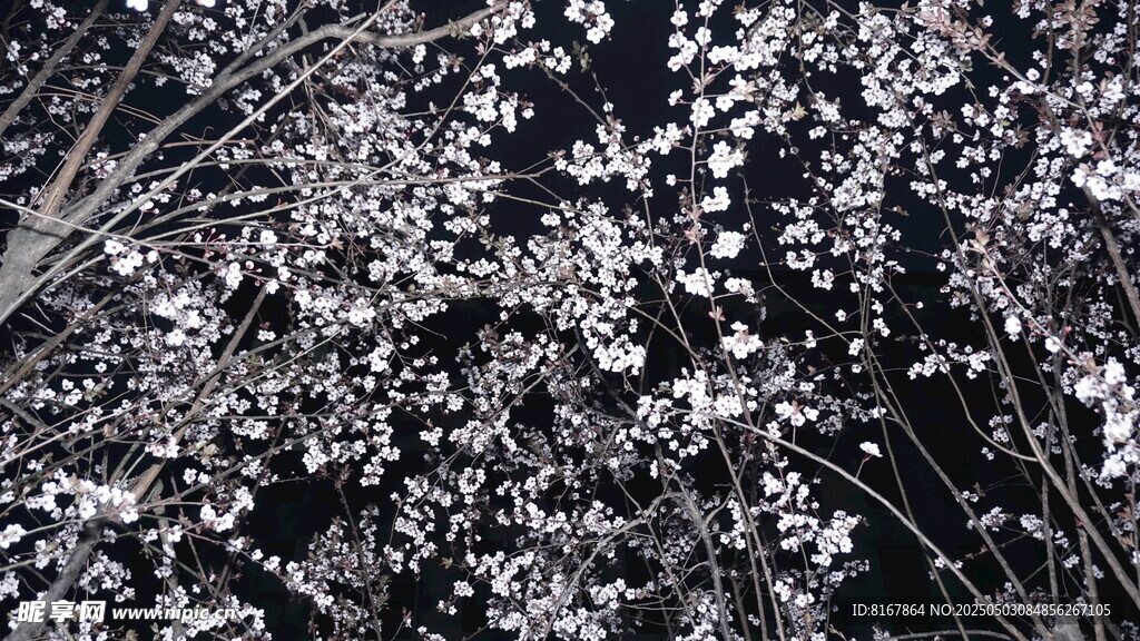 夜下繁花绽放