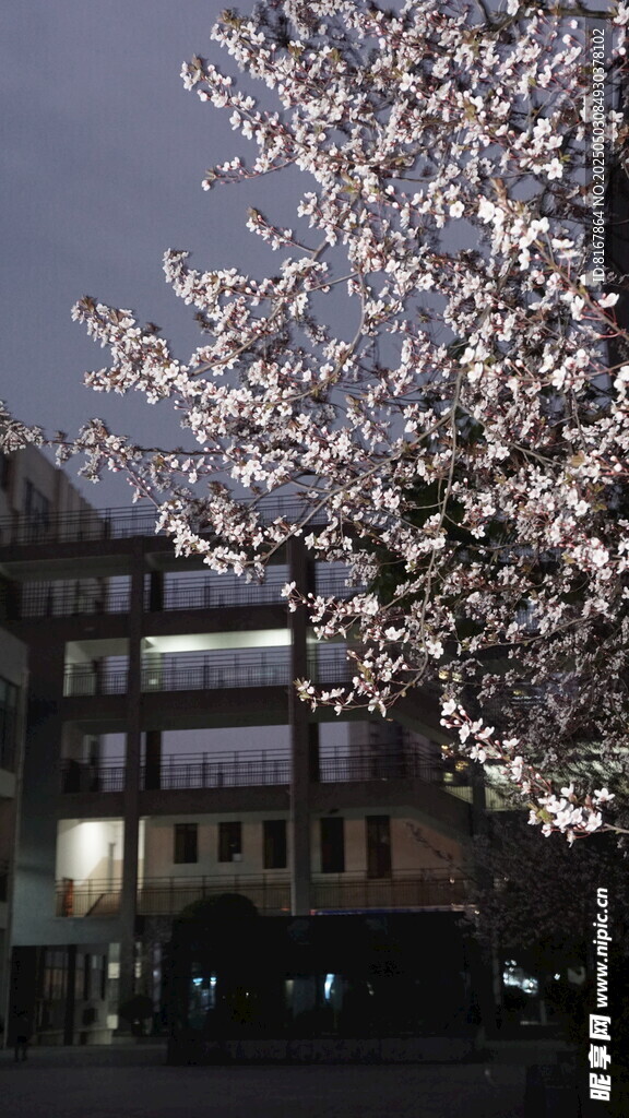 夜幕下繁花盛开的建筑