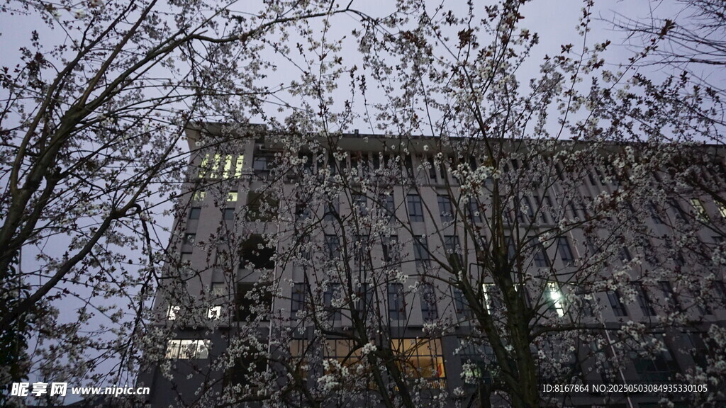 冬日树木掩映下的老旧建筑