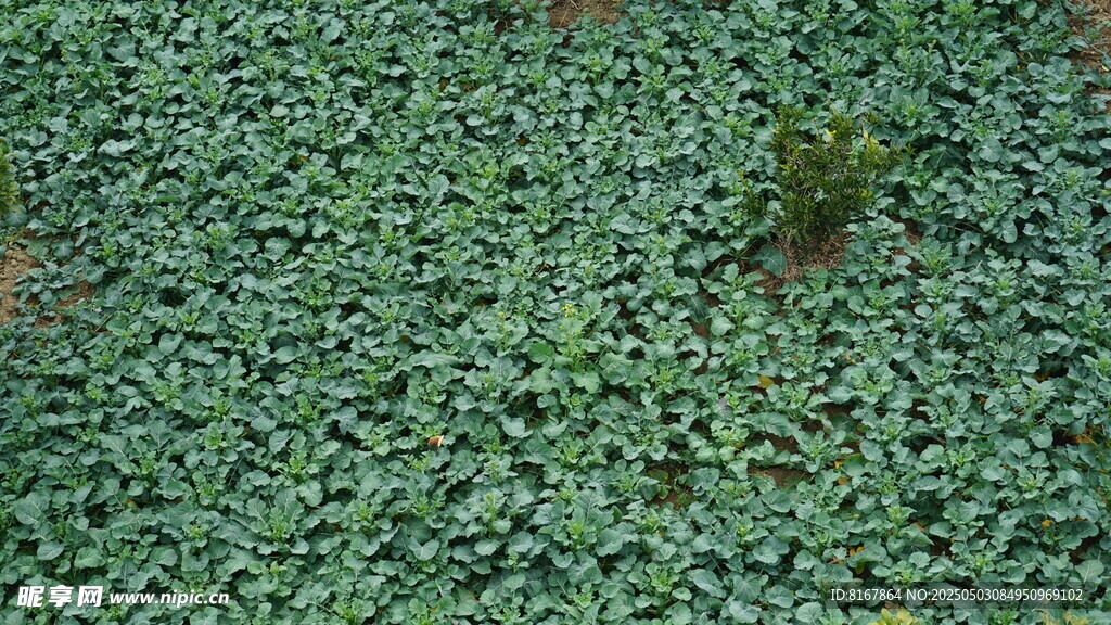 水面漂浮的绿色浮萍植物
