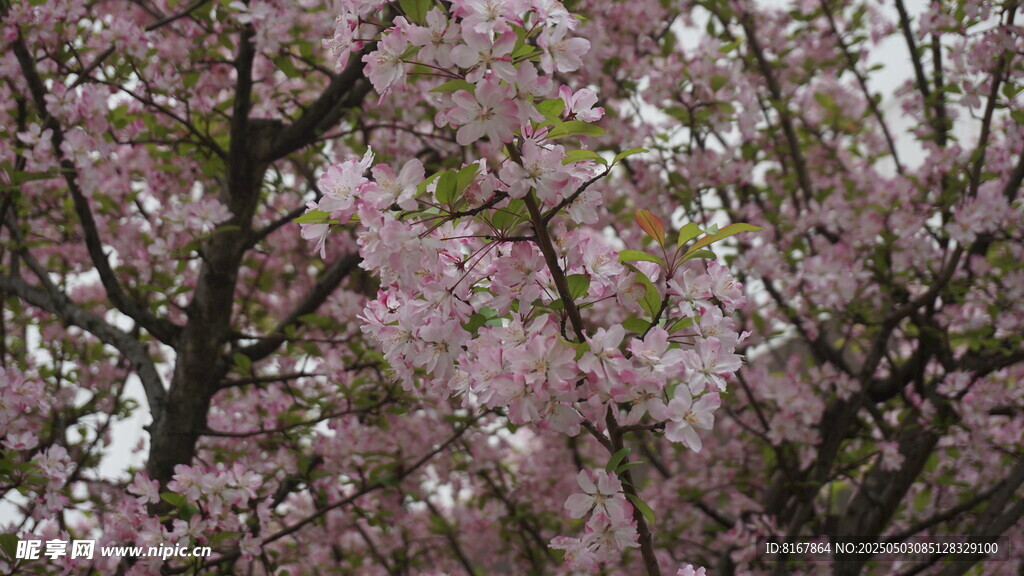 烂漫樱花树