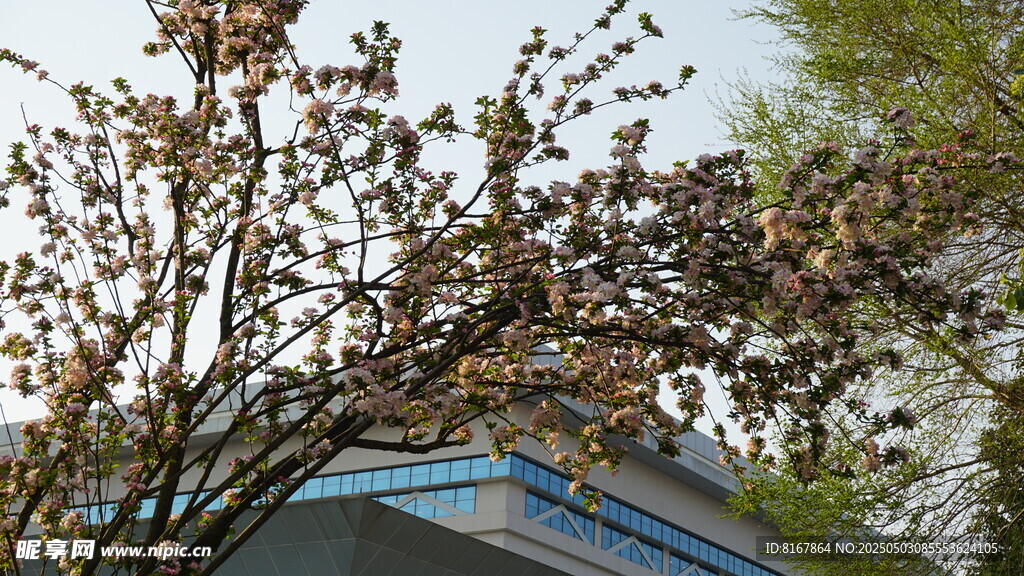 枝头繁花与蓝顶建筑