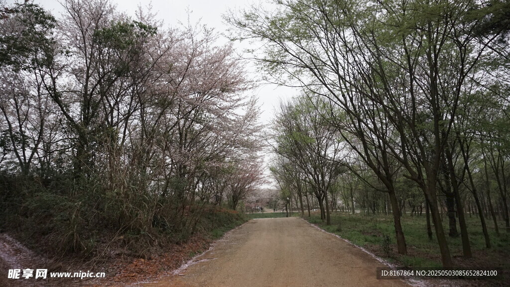 林间幽静小路