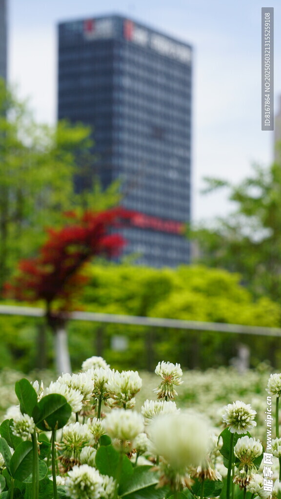 城市中绽放的清新花卉景观