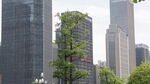 城市中高楼间的葱郁绿树