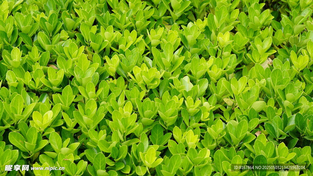 翠绿三叶草植物景观