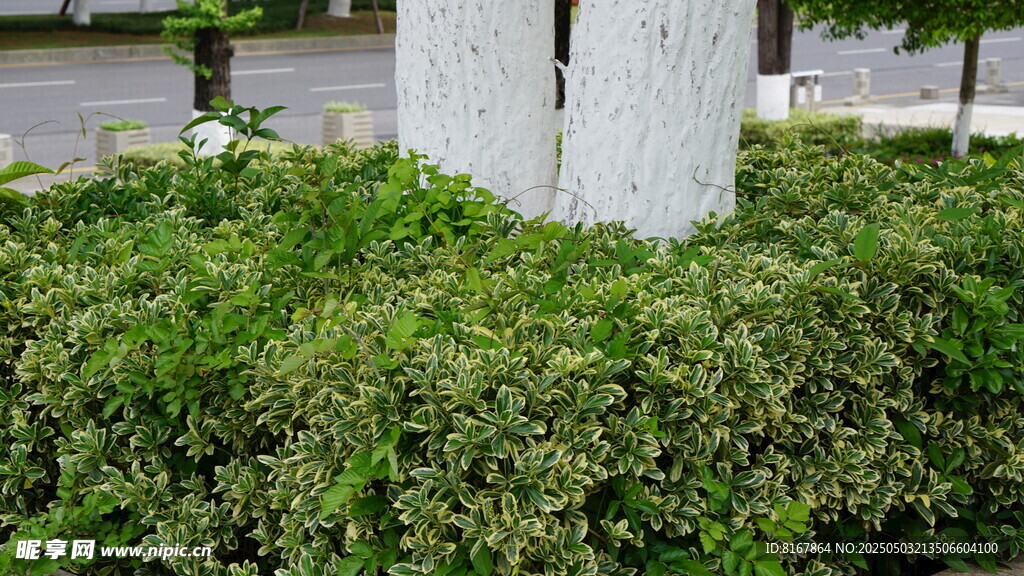 绿植簇拥的白色立柱