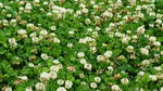 白花覆绿地