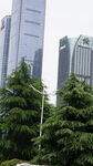 城市绿树与高楼景观