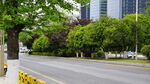 城市林荫道路风景