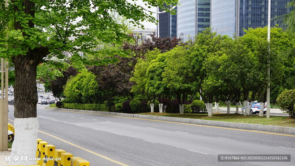 城市林荫道路风景