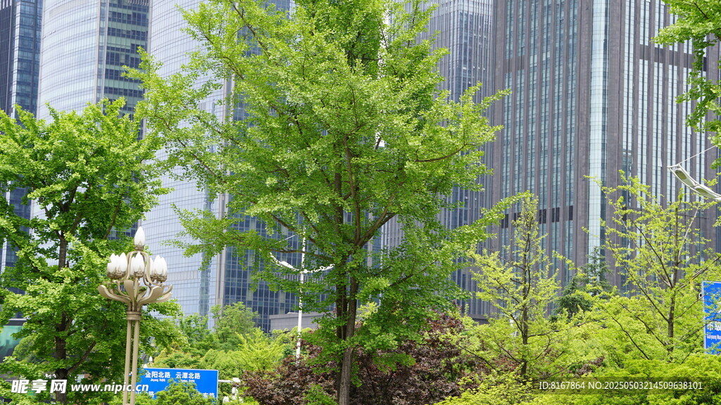 城市中的绿树与高楼景观