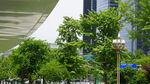 城市街头绿树成荫景象
