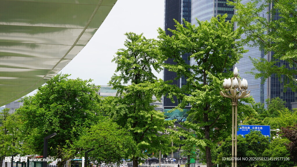 城市街头绿树成荫景象