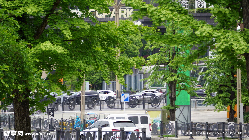 城市绿荫下的街道景象