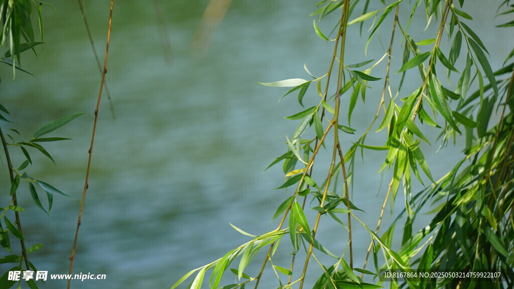 垂柳依依 湖水相伴