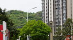 城市中的高楼与绿树景观