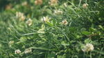 绿意盎然的白色小花植物