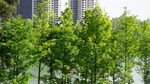 城市中的葱郁绿树景观