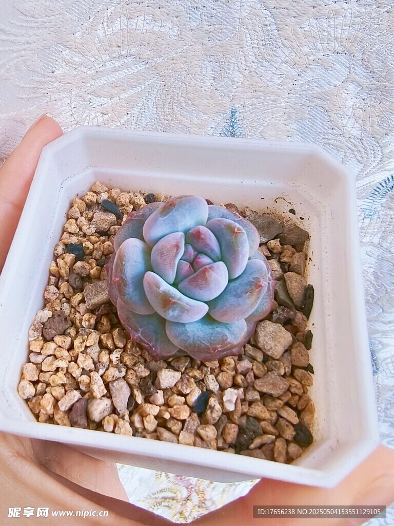 手捧精致多肉盆栽