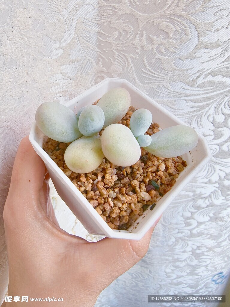 手捧可爱多肉植物小盆栽