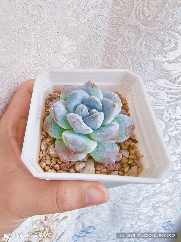 手捧蓝绿色多肉小盆栽