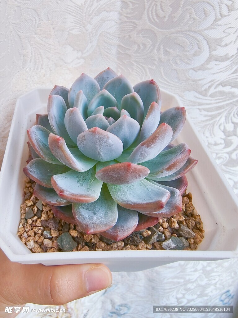梦幻蓝粉多肉植物盆栽