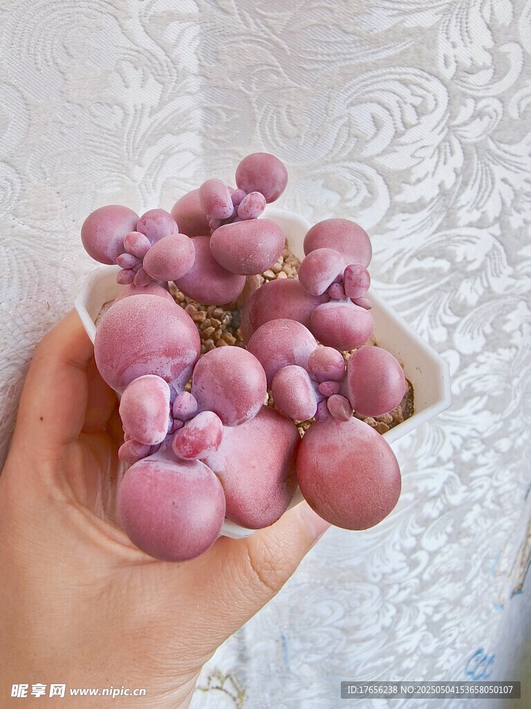 手捧紫色多肉植物