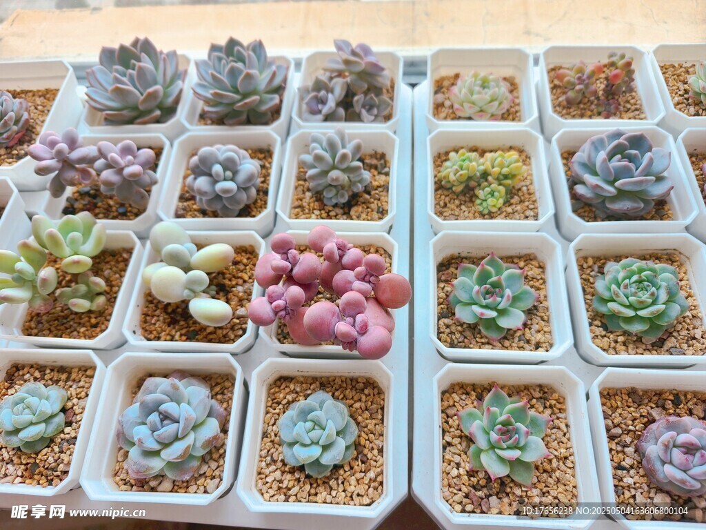 多彩多肉盆栽展示