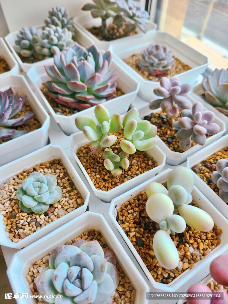 多样可爱多肉植物展示