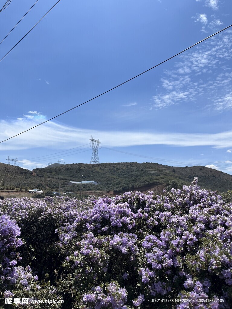 山间紫花盛放美景